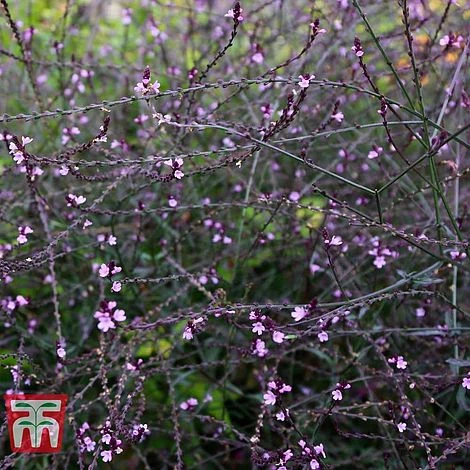 Verbena Officinalis Var. Grandiflora 'Bampton' 2 Verbena Officinalis Var. Grandiflora 'Bampton' - Image 2