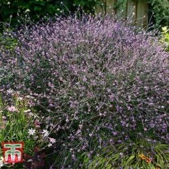 Verbena Officinalis Var. Grandiflora 'Bampton' 7 Verbena Officinalis Var. Grandiflora 'Bampton' -Garden Supplies Sale VERB KB3205 B