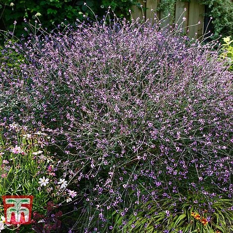 Verbena Officinalis Var. Grandiflora 'Bampton' 3 Verbena Officinalis Var. Grandiflora 'Bampton' - Image 3