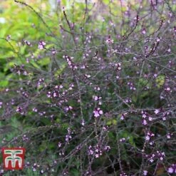 Verbena Officinalis Var. Grandiflora 'Bampton' 8 Verbena Officinalis Var. Grandiflora 'Bampton' -Garden Supplies Sale VERB KB3205 C