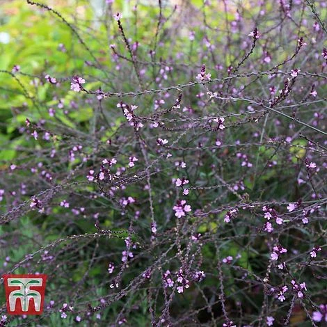 Verbena Officinalis Var. Grandiflora 'Bampton' 4 Verbena Officinalis Var. Grandiflora 'Bampton' - Image 4