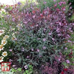 Verbena Officinalis Var. Grandiflora 'Bampton' 9 Verbena Officinalis Var. Grandiflora 'Bampton' -Garden Supplies Sale VERB KB3205 D