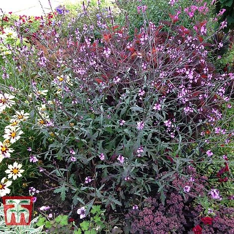 Verbena Officinalis Var. Grandiflora 'Bampton' 5 Verbena Officinalis Var. Grandiflora 'Bampton' - Image 5