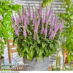 Garden Supplies Sale -Garden Supplies Sale VERONICA LAVENDER KC7862 A