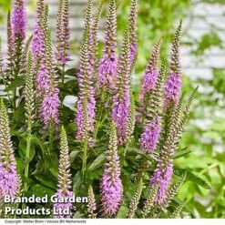 Veronica 'Lavender Lightsaber' -Garden Supplies Sale VERO LAVLIGHTS S35065