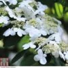 Viburnum Plicatum F. Tomentosum 'Kilimanjaro'