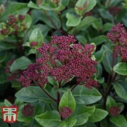 Viburnum Tinus 'Lisarose' -Garden Supplies Sale VIBU T62090 A