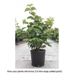 Viburnum Plicatum F. Plicatum 'Grandiflorum' -Garden Supplies Sale VIBU T68205 B h