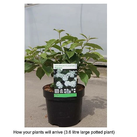 Viburnum Plicatum F. Plicatum 'Popcorn' 2 Viburnum Plicatum F. Plicatum 'Popcorn' - Image 2