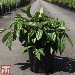 Viburnum Davidii -Garden Supplies Sale VIBU TKA3676 C