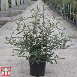 Viburnum 'Pragense' -Garden Supplies Sale VIBU TKA3688 C