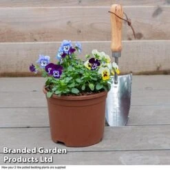 Viola 'Autumn Jewels Mixed' (Garden Ready) -Garden Supplies Sale VIOL T62669 F