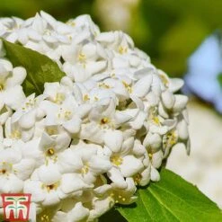 Viburnum X Carlcephalum -Garden Supplies Sale VIRB t79114 C