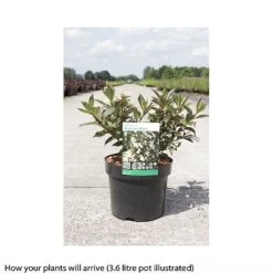 Weigela 'Black And White' -Garden Supplies Sale WEIG T66523 B h