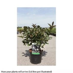 Weigela 'Ebony And Ivory' -Garden Supplies Sale WEIG T66526 B h