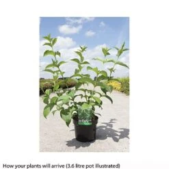 Weigela Middendorffiana -Garden Supplies Sale WEIG T66530 B h