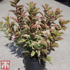 Weigela Florida 'Magical Rainbow' -Garden Supplies Sale WEIG TKA3716 B