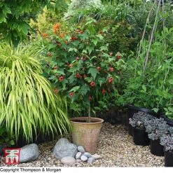 Abutilon Megapotamicum 'Red Trumpet' (Patio Standard) 5 Abutilon Megapotamicum 'Red Trumpet' (Patio Standard) -Garden Supplies Sale WKB7029 ABUT 1