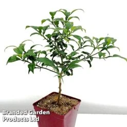 Yuzu Citrus Plant -Garden Supplies Sale YUZU KC5366 B1