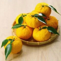 Yuzu Citrus Plant -Garden Supplies Sale YUZU KC5366 NOW1