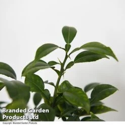 Yuzu Citrus Plant -Garden Supplies Sale YUZU CITRUSPLA T48744