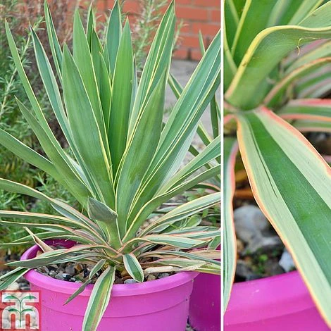 Yucca Filamentosa 'Bright Edge' 2 Yucca Filamentosa 'Bright Edge' - Image 2