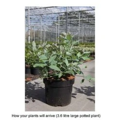 Zenobia Pulverulenta 'Blue Sky' -Garden Supplies Sale ZENO T68227 B h