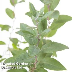 Zenobia Pulverulenta 'Blue Sky' -Garden Supplies Sale ZENO BLUESKY L22740