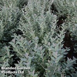 Zenobia Pulverulenta 'Blue Sky' -Garden Supplies Sale ZENO BLUESKY S17852