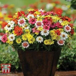 Garden Ready Container Collection -Garden Supplies Sale ZINN T67468 B11