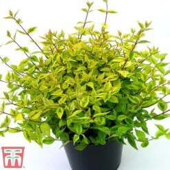 Abelia X Grandiflora 'Kaleidoscope' -Garden Supplies Sale abelia