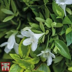 Abelia X Grandiflora 'Kaleidoscope' -Garden Supplies Sale abelia2