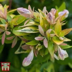 Abelia X Grandiflora 'Kaleidoscope' -Garden Supplies Sale abelia5
