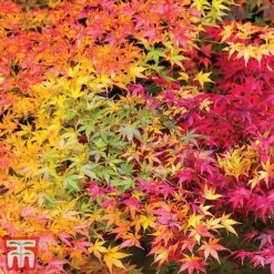 Acer Palmatum 'Atropurpureum' -Garden Supplies Sale acer autumn
