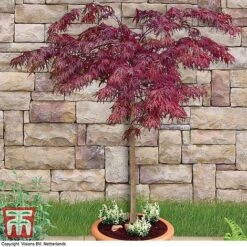 Acer Palmatum 'Garnet' -Garden Supplies Sale acer palm1