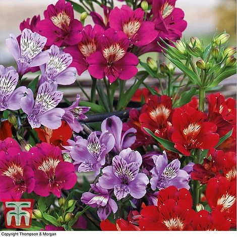 Alstroemeria 'Tree Everest Mix' 1 Alstroemeria 'Tree Everest Mix'