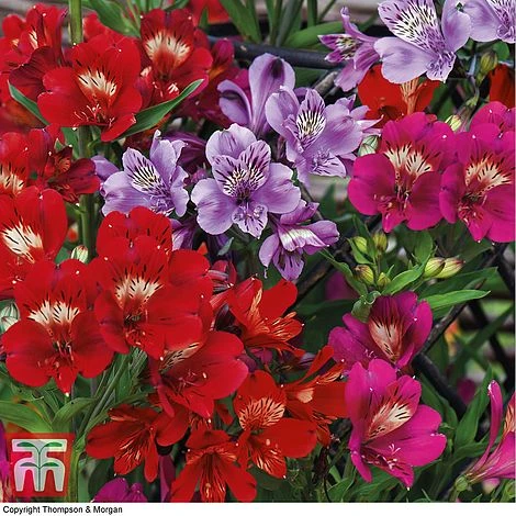 Alstroemeria 'Tree Everest Mix' 2 Alstroemeria 'Tree Everest Mix' - Image 2