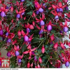 Fuchsia 'Angela' (Hardy) (Standard) -Garden Supplies Sale angela2