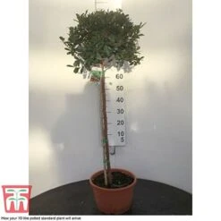Arbutus Unedo -Garden Supplies Sale arbu