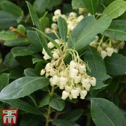 Arbutus Unedo -Garden Supplies Sale arbu1