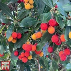 Arbutus Unedo -Garden Supplies Sale arbui