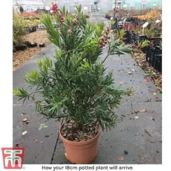 Callistemon 'Masotti Mini Red' -Garden Supplies Sale arrival call