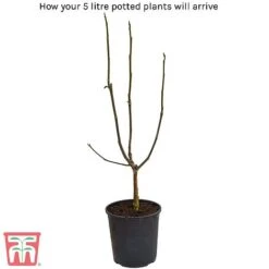 Magnolia 'Daphne' 3 Magnolia 'Daphne' -Garden Supplies Sale arrival8