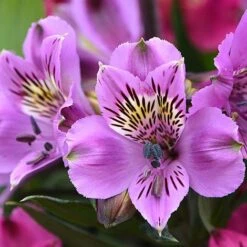 Alstroemeria 'Tree Everest Mix' 6 Alstroemeria 'Tree Everest Mix' -Garden Supplies Sale ast3