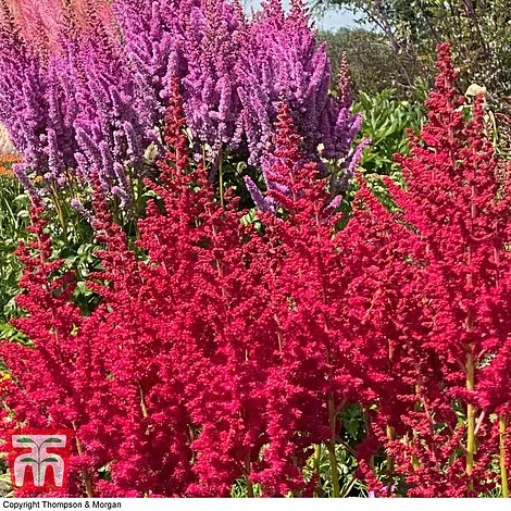 Astilbe Chinensis 'Pearl' Collection 1 Astilbe Chinensis 'Pearl' Collection