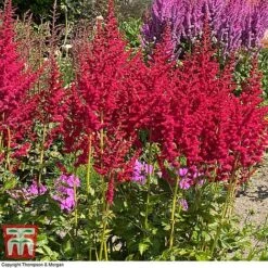 Astilbe Chinensis 'Pearl' Collection 5 Astilbe Chinensis 'Pearl' Collection -Garden Supplies Sale asti hot1