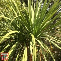 Cordyline Australis -Garden Supplies Sale aussie2