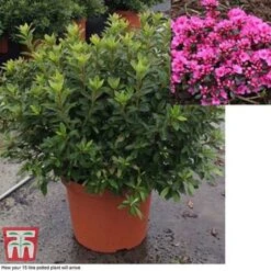 Rhododendron 'Rustica Pink' (Azalea Group) -Garden Supplies Sale azal pin15