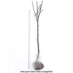 Magnolia Denudata 'Sunrise' (Patio Standard) -Garden Supplies Sale bare root 21