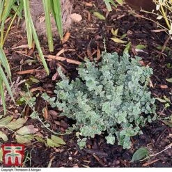 Decorative Bark -Garden Supplies Sale bark2